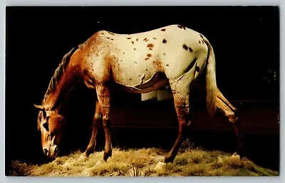 Appaloosa Museum Of Westward Expansion ST LOUIS MISSOURI MO Horse Postcard A34 • $9.59