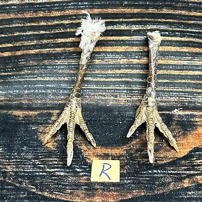 2 Real Chicken FEET Pair Animal Mount Witch Art Craft Bird Voodoo Stands Decor • $15