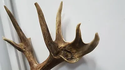 STRANGE 7 Point Whitetail Deer ANTLER Whitetail Rack Mule Moose Mount Elk • $60