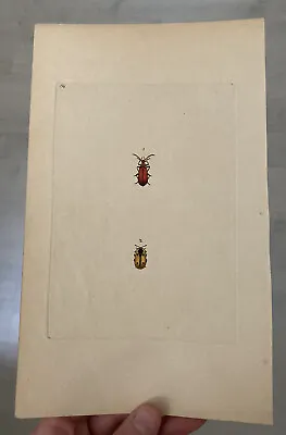 Late 18th Early 19th Century Hand Coloured Engraving Beetles Edward Donovan • £25