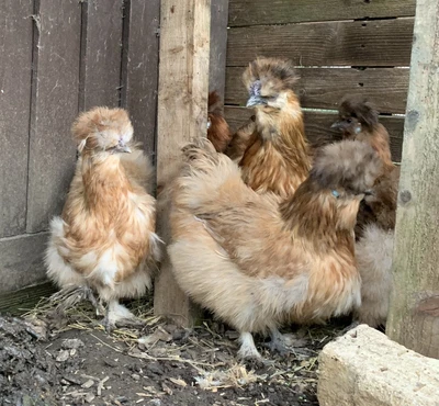 £17 • Buy 6 X Partridge Silkie Hatching Eggs Incubator Broody