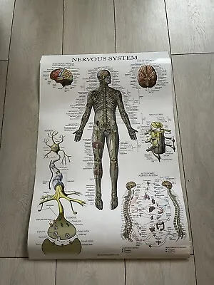 £29.99 • Buy Anatomy And Physiology Posters X4
