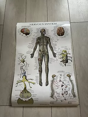 £29.99 • Buy Anatomy And Physiology Posters X4