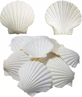 $17.30 • Buy SEAJIAYI Scallop Shells For Serving FoodBaking Shells Large Natural White Sca...
