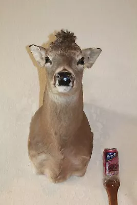 Yearling Whitetail Deer Head Shoulder Mount Taxidermy Cape Shed Antler Hunt Mule • $200