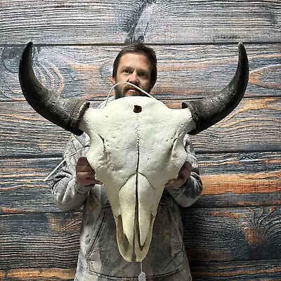 XXL Bull Buffalo Bison Skull Male Horn Animal Mount Western Unique Cabin Decor • $375