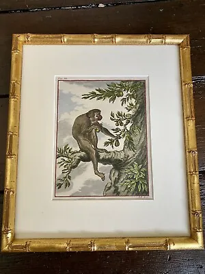 £120 • Buy 18th Century Buffon Monkey Engraving / Print Hand Coloured
