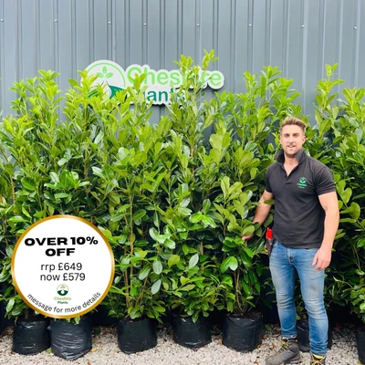 6-7ft Laurel Hedging X 10 For £649 FREE DELIVERY • £649