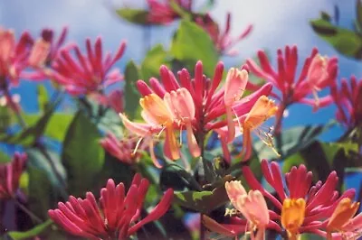 £21.99 • Buy 2-3ft+ Lonicera HONEYSUCKLE GOLDFLAME Scented Flowers 3litre Potted Climber