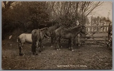 Dartmoor Ponies Devon England Real Photo Postcard Posted Postmark 1929 • £7