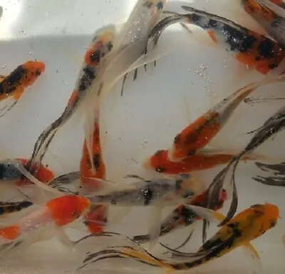 Multicolor Select Butterfly Koi 3  • $21.95