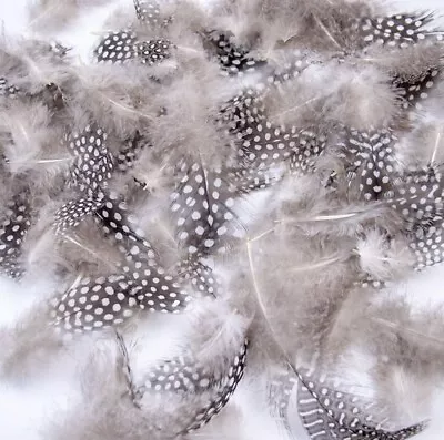 100 Pcs 3-6 “ Colourful Natural Grey Spotted Feathers For DIY Craft. Art. DIY • £3.99