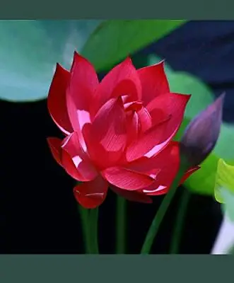 Fire Red Lotus/Water Lily Flower/Bonsai Lotus/Ponds / Bow/5 Fresh Seeds • £3.70