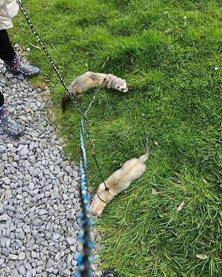 £10.99 • Buy Ferret Figure 8 Harness & Lead Set Handmade Rabbit Rat Lizard Reptile 