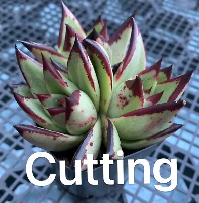 Succulent CUTTING - Echeveria Agavoides Ebony • $5