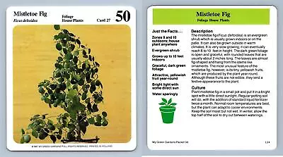 Mistletoe Fig #27 Foliage - My Green Gardens 1987 Cardmark Card • $1.54