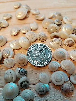 100 White Pearl SEASHELLS Tiny Mini Sea Shells Craft Wedding Beach Confetti 10mm • £4.49