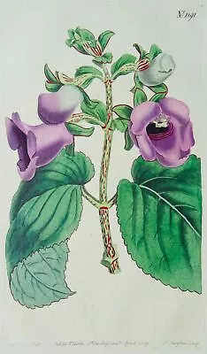 C1809 GLOXINIA MACULATA PL1191 Curtis's Botanical Print By Syd Edwards • £28