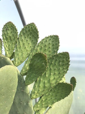 £7 • Buy Opuntia Cactus (prickly Pear) Unrooted Pad