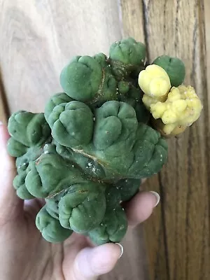 Rare Cactus Live Plant Variegated With Good Rooting • $68