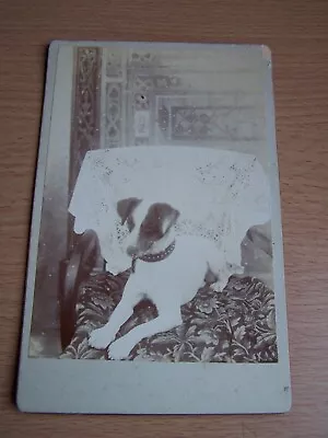 Original Cabinet Card Jack Russell Dog Laying Down • £8