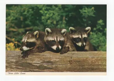 Vintage Postcard Three Little Coons Raccoons Photographer Allan Roberts Unposted • $5.25