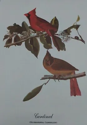 $9.99 • Buy Vintage John Audubon Cardinals Art Print Birds  Cardinal