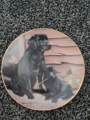 £5.95 • Buy ‘Like Father Like Son’ Collectors 8” Plate By Nigel Hemming Black Labrador Dogs