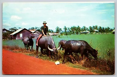 Vietnam - Man Riding Water Buffalo Along Country Road - Postcard • $7.41