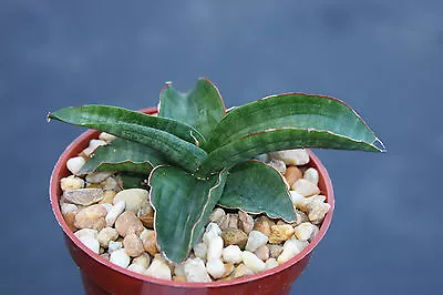 Sansevieria Paten Exotic Rare Succulent Outdoor Indoor Collector Snake Plant 4  • $16.99