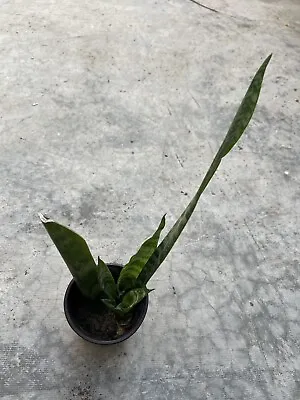 1 Snake Plant Mother-In-Law Sanseveria Live Plant With Pot • $17.99