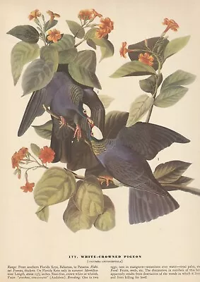 1942 Audubon Art Print 177 White Crowned Pigeons. Vintage Bird Illustration • $9.49