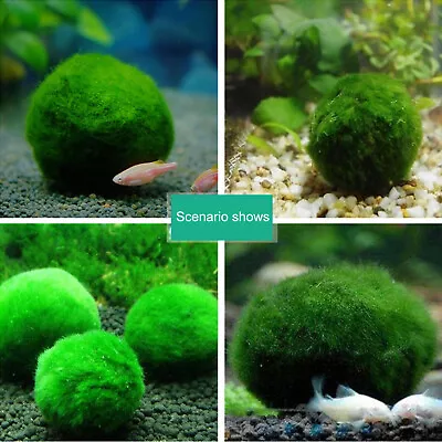 Live Marimo Moss Balls 1/4- 5cm Aquarium Plant Algae Fish Shrimp Tank Ornaments • $5.16