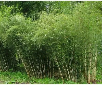 Fargesia Yunnanensis (Borinda Yunnanensis) - Rare Bamboo - 20 Fresh Plant Seeds • £3.49