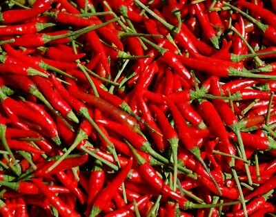 50+ Seeds THAI CHILI VERY HOT PEPPER  FRESH SEEDS • $1.99