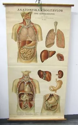 Vintage Organ Anatomy Diagram Educational Medical School Chart • $150