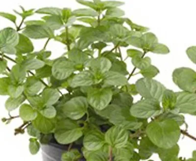 Orange Mint  - Aromatic Flowering Herb Plant 9cm Pots • £6
