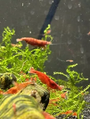 Bloody Mary/Cherry Shrimp HYBRIDS 10+1 Neocaridina Aquatic Freshwater Shrimp • $34