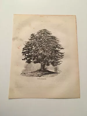 K81) View Of Cedar At Hampstead London England Botany 1845 Engraving • £9.60