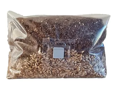 All In One Mushroom Grow Bag - Rye Grain/CVG | 2kg | 1:1 Ratio For BIG YIELDS! • £22.69