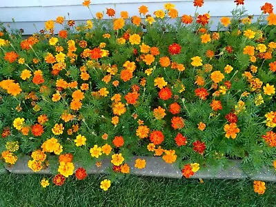 Mixed Marigold Flower Seeds Yellow Orange & Red 500 Seeds Fresh 2023 Seeds • $2.50