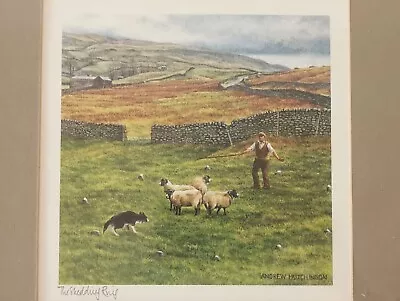 Andrew Hutchinson Print The Shedding Ring Sheep Framed W/Glass • £15