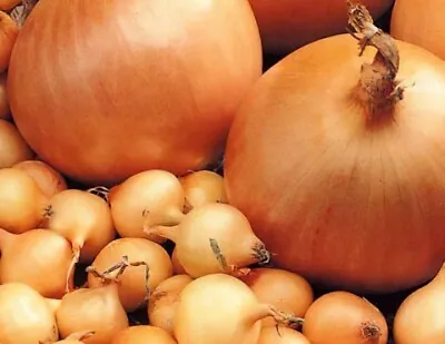 £9.99 • Buy Onion Sets Giant Stuttgarter Vegetable Seeds Ready To Plant 25 50 100