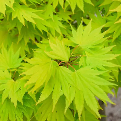 Acer Shirasawanum 'Jordan' | Japanese Maple Deciduous Garden Plant Tree In Pot • £59.99