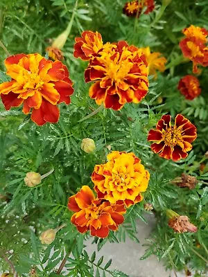 Marigold Seeds -  Non Gmo  • $1.35