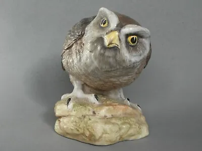 £19.95 • Buy Aynsley ~ Little Owl ~ Bird Animal Kingdom Series - John Aynsley