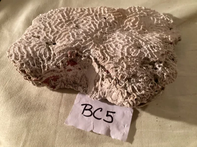 $24.95 • Buy Authentic All Natural Brain Coral BC5