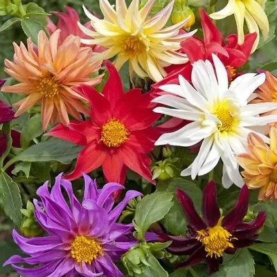 Dahlia Cactus Flower Mix - 10 Quality Seeds • £2.99