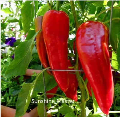 Red Italian Long Marconi Sweet Pepper Seeds Vegetable Garden NON-GMO Size:15-100 • $1.99