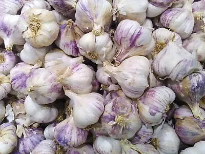 50 GARLIC SEEDS (Allium Sativum) | NON-GMO | Free Shipping | Garden Seeds • $8.95